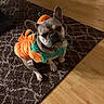 Syd joined the competition — help win amazing prizes! animal, carpet, costume, cozy, cute, dog, domestic_animal, ears, floor, french_bulldog, green, indoor, orange, pet, pet_costume, pumpkin_costume, rug, sitting, small_dog, wooden_floor