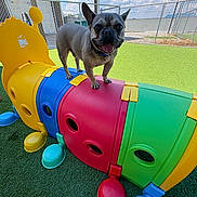 Syd joined the competition — help win amazing prizes! animal, clouds, colorful, daylight, dog, ears_up, fence, french_bulldog, fun, grass, happy, outdoor, pet, plastic_tunnel, play_area, playground, sky, sunny, tongue_out, toy