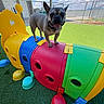 animal, clouds, colorful, daylight, dog, ears_up, fence, french_bulldog, fun, grass, happy, outdoor, pet, plastic_tunnel, play_area, playground, sky, sunny, tongue_out, toy