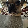 Syd is registered to the contest to win money with this photo: animal, blanket, canine, close_up, companion, countertop, curious, dog, domestic, ears, expression, flooring, french_bulldog, furniture, home, indoor, living_room, pet, vertical_blinds, window