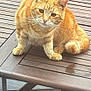 cat, orange_tabby, wooden_table, outdoor, cat_statue, pet, animal, feline, fur, whiskers, ears, tail, wooden_chair, deck, daylight, domestic_cat, sitting, table_surface, curious, pet_statue
