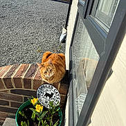 Jerry is registered to the contest to win money with this photo: cat, ginger_cat, brick_wall, flower_pot, yellow_flowers, plant, window, reflection, gravel, outdoor, sunlight, sign, text, pet, animal, garden, green_pot, house, wall, daytime