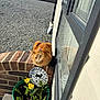 cat, ginger_cat, brick_wall, flower_pot, yellow_flowers, plant, window, reflection, gravel, outdoor, sunlight, sign, text, pet, animal, garden, green_pot, house, wall, daytime