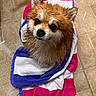 Eevee joined the competition — help win amazing prizes! dog, wet, towel, floor, pet, cute, small_dog, brown_fur, white_fur, looking_up, indoors, tile_floor, wrapped, fluffy, ears_up, animal, companion, domestic, bath_time, adorable