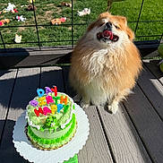 Eevee is registered to the contest to win money with this photo: dog, pomeranian, birthday_cake, cake, candles, balloon, wooden_deck, grass, toys, sunlight, outdoor, pet, celebration, happy, fluffy, smiling, green, colorful, festive, animal