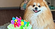 Eevee is registered to the contest to win money with this photo: dog, pomeranian, cake, birthday_cake, candles, green_cake, wooden_table, living_room, shelf, books, decor, fluffy, pet, happy, smiling, fur, indoor, celebration, cozy, home