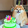 dog, pomeranian, cake, birthday_cake, candles, green_cake, wooden_table, living_room, shelf, books, decor, fluffy, pet, happy, smiling, fur, indoor, celebration, cozy, home