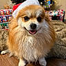 Eevee is registered to the contest to win money with this photo: dog, pomeranian, santa_hat, christmas_tree, holiday, festive, gift, present, fur, cute, smiling, indoors, decorations, floor, pet, animal, christmas, seasonal, happy, celebration