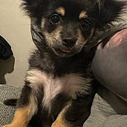 Mardi is registered to the contest to win money with this photo: puppy, dog, pet, cute, fluffy, ears, tongue, couch, indoor, cozy, fur, small, adorable, animal, companion, sitting, closeup, face, expression, domestic