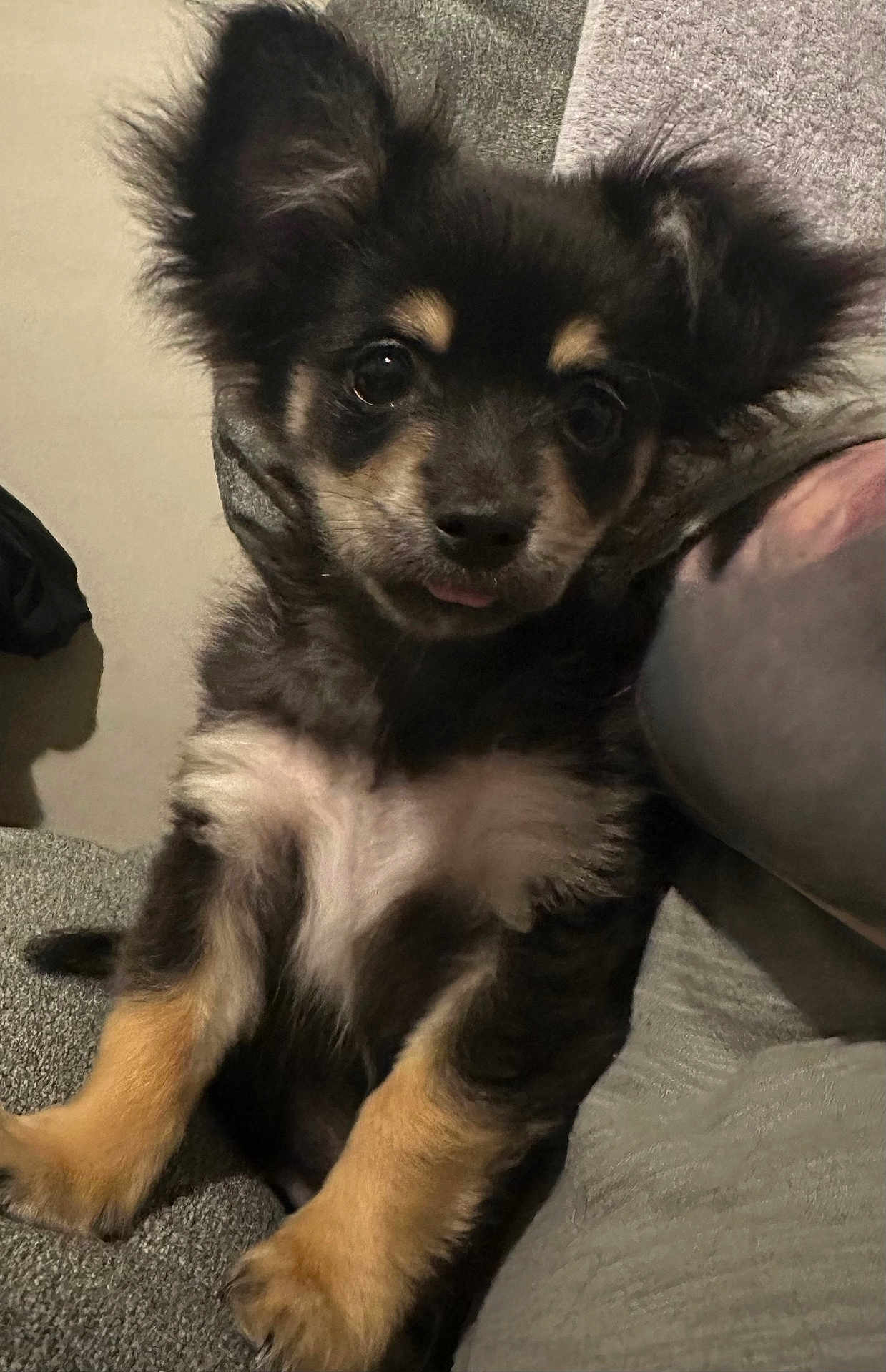 Mardi is registered to the contest to win money with this photo: puppy, dog, pet, cute, fluffy, ears, tongue, couch, indoor, cozy, fur, small, adorable, animal, companion, sitting, closeup, face, expression, domestic