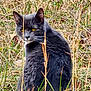 alert, animal, cat, closeup, feline, field, fur, grass, gray_cat, looking_back, mammal, nature, outdoor, plant, predator, sitting, whiskers, wild, wildlife, yellow_eyes