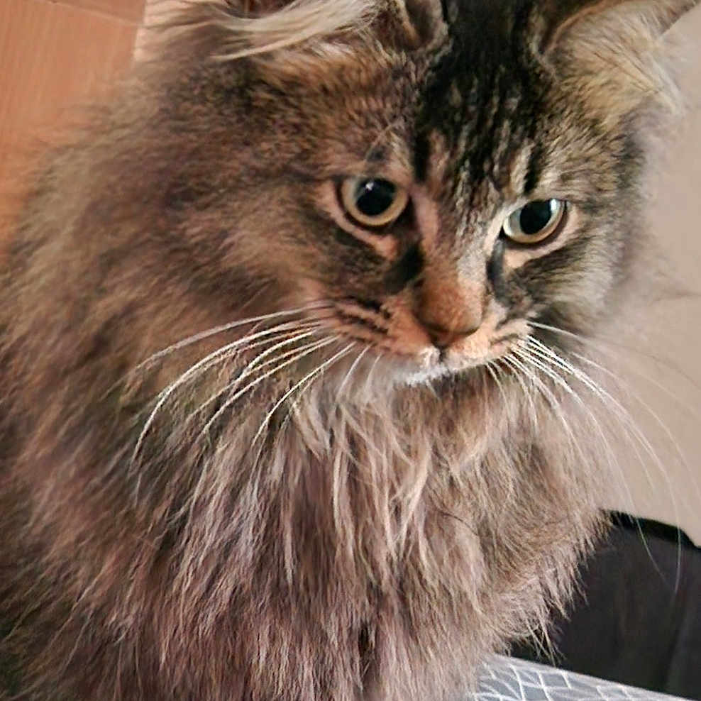 Alba participe au concours pour gagner de l'argent avec cette photo : abyssinian, angora, animal, brasssection, cat, computer, computerhardware, computerkeyboard, couch, electronics, furniture, hardware, horn, kitten, laptop, manx, musicalinstrument, pc, pet, wood