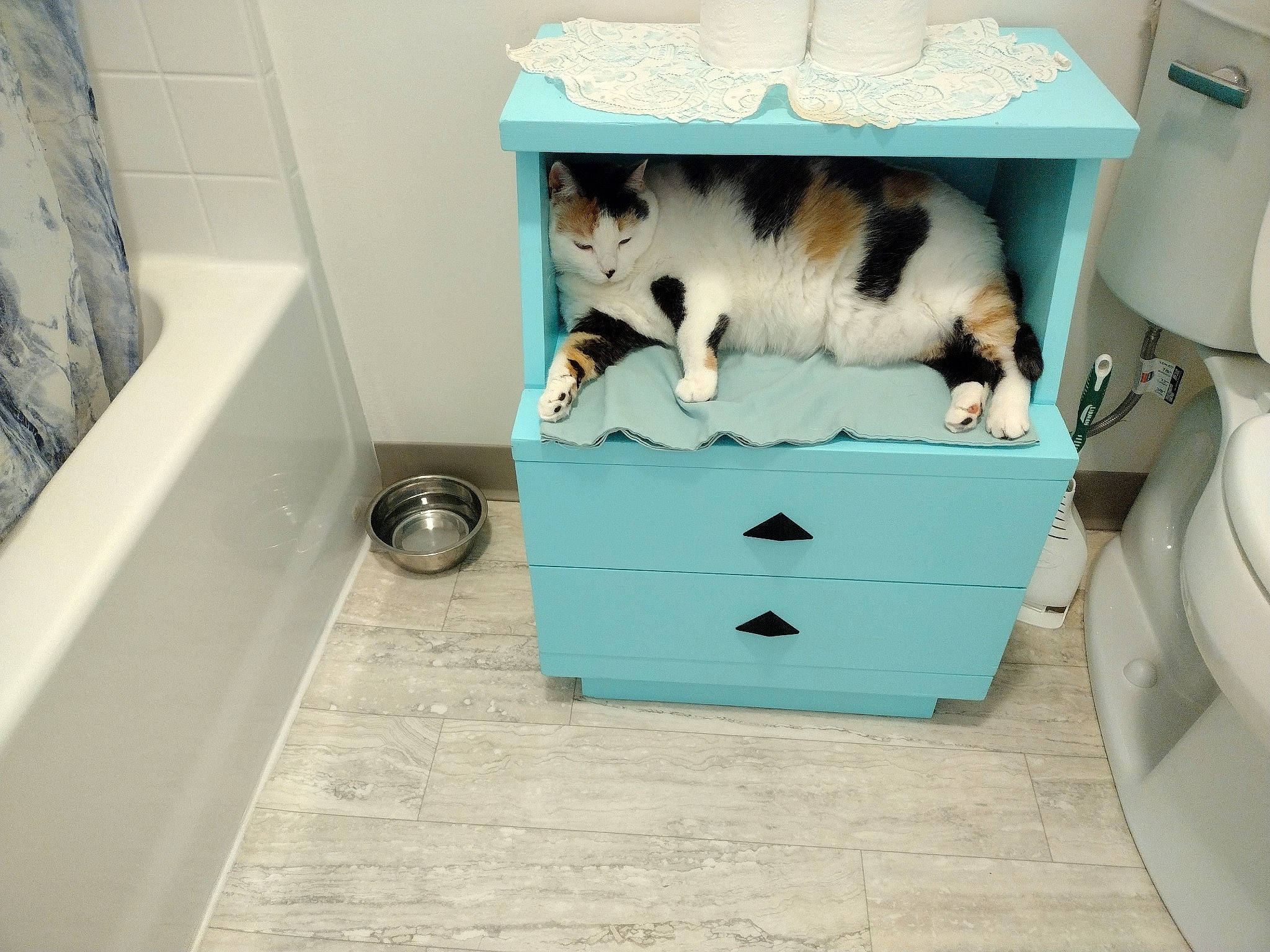 Piper joined the competition — help win amazing prizes! box, cabinetry, carnivore, cat, cat_supply, chest_of_drawers, cupboard, drawer, dresser, felidae, floor, flooring, hardwood, rectangle, room, shelf, shelving, small_to_medium_sized_cats, table, wood