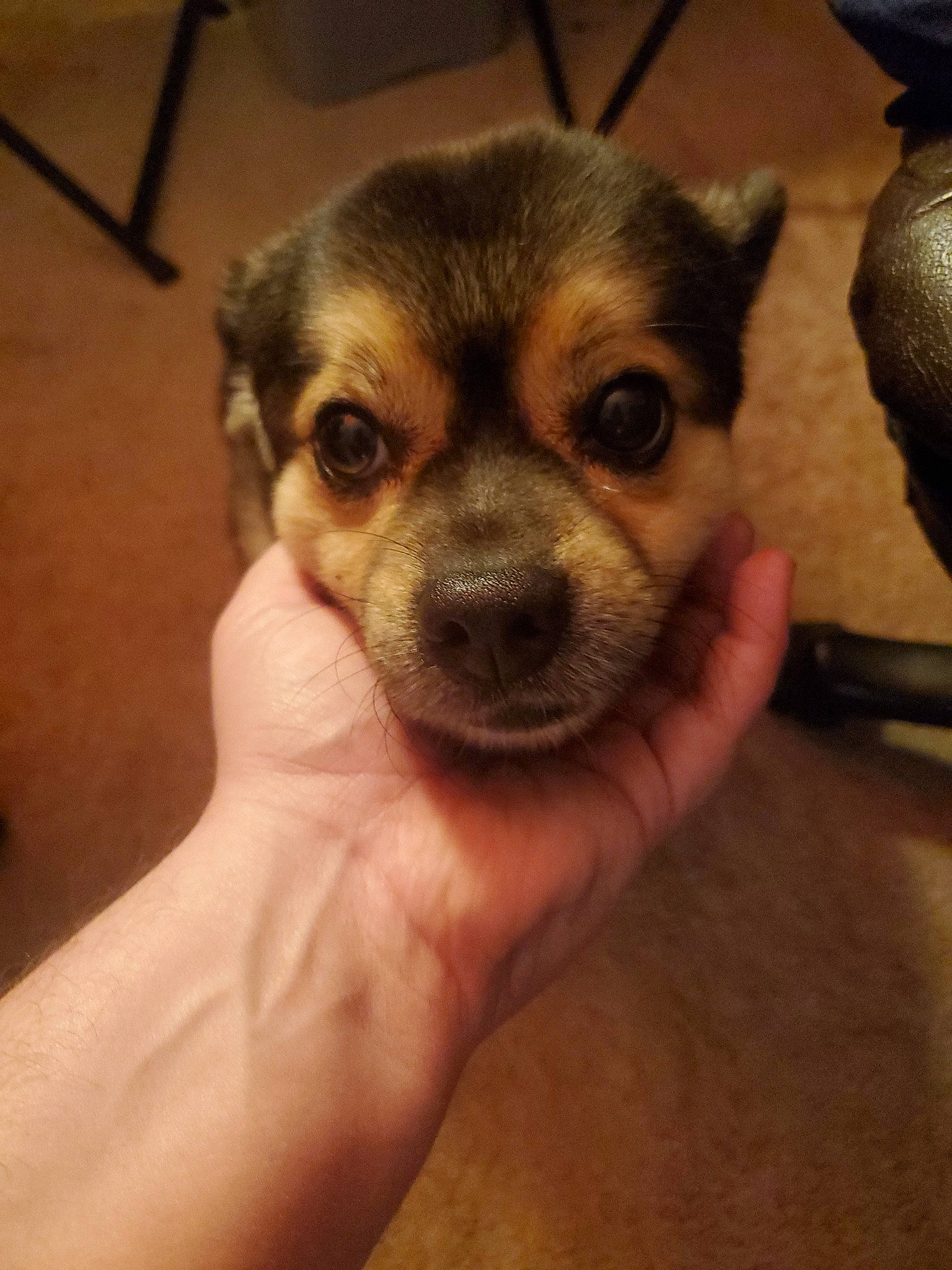 Zero joined the competition — help win amazing prizes! canidae, carnivore, companion_dog, dog, dog_breed, ear, fawn, finger, fur, hand, nail, paw, puppy, snout, sporting_group, terrestrial_animal, toy_dog, whiskers