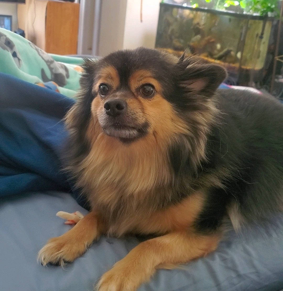 Zero is registered to the contest to win money with this photo: canidae, carnivore, companion_dog, dog, dog_breed, dog_supply, fawn, fur, pomeranian, snout, spitz, sporting_group, terrestrial_animal, toy_dog, volpino_italiano, whiskers, working_dog