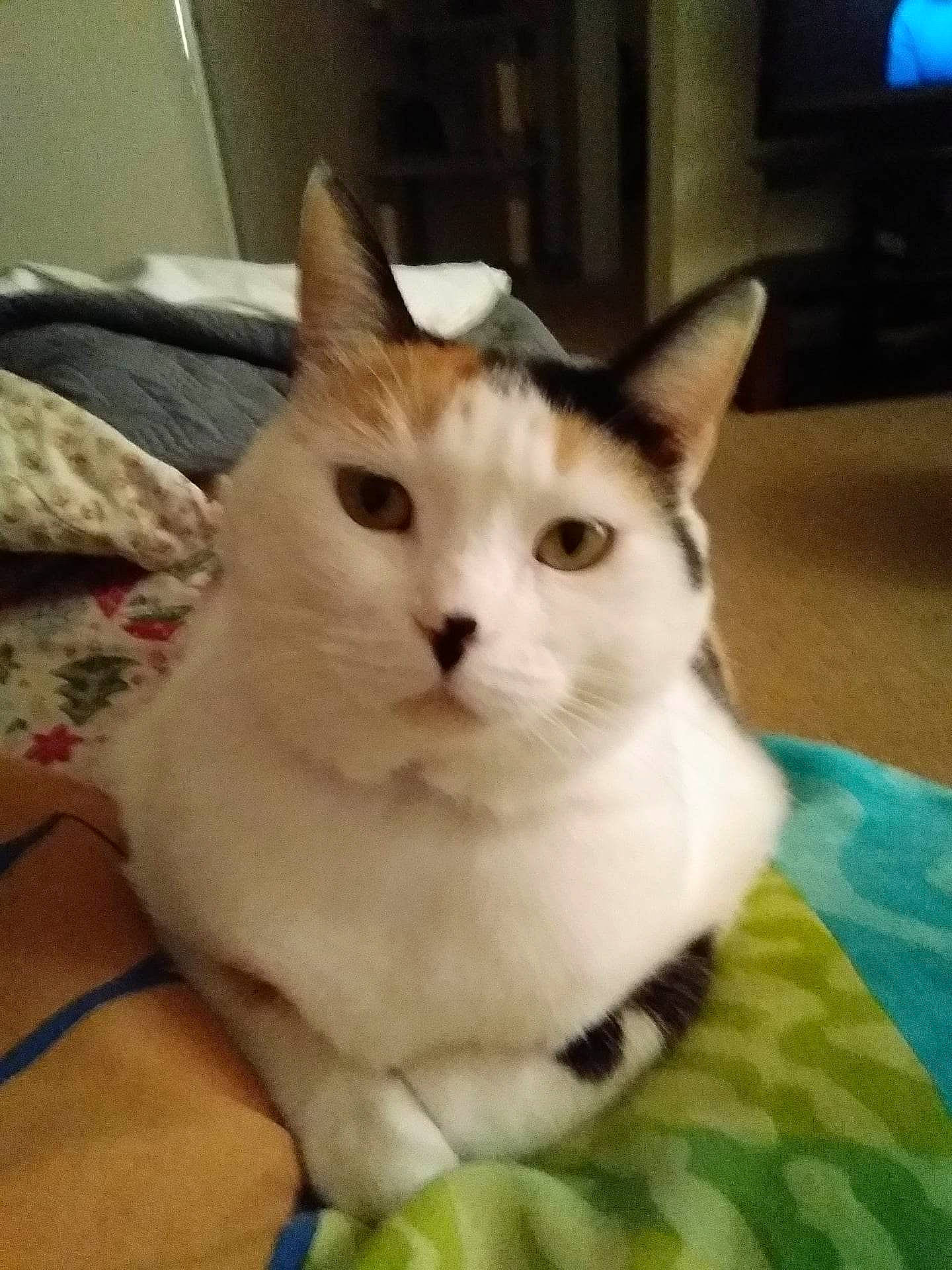 Piper is registered to the contest to win money with this photo: carnivore, cat, collar, domestic_short_haired_cat, eye, fawn, felidae, fur, head, paw, pet_supply, small_to_medium_sized_cats, snout, tail, whiskers