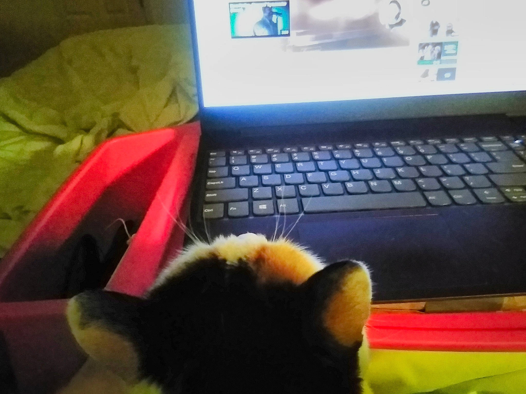 Piper joined the competition — help win amazing prizes! carnivore, cat, cloud, comfort, computer, computer_keyboard, desk, felidae, gadget, input_device, laptop, netbook, office_supplies, output_device, peripheral, personal_computer, small_to_medium_sized_cats, space_bar, touchpad, whiskers