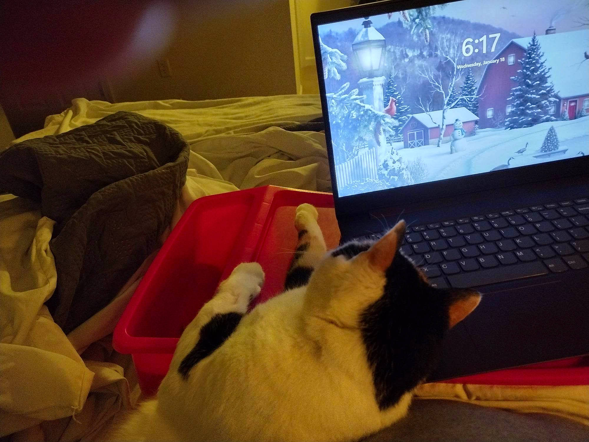 Piper joined the competition — help win amazing prizes! carnivore, cat, comfort, computer, computer_keyboard, desktop_computer, electronic_device, felidae, flat_panel_display, gadget, input_device, lap, laptop, mammal, netbook, output_device, personal_computer, small_to_medium_sized_cats, table, whiskers