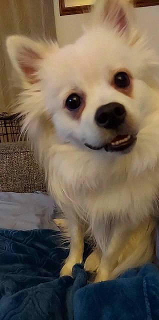 Casper is registered to the contest to win money with this photo: american_eskimo_dog, canidae, carnivore, companion_dog, corgi_chihuahua, dog, dog_breed, fawn, fur, german_spitz, german_spitz_klein, pomeranian, samoyed, snout, spitz, sporting_group, toy_dog, volpino_italiano, whiskers, working_animal