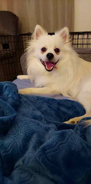 Casper is registered to the contest to win money with this photo: american_eskimo_dog, canidae, carnivore, comfort, companion_dog, dog, dog_breed, fence, fur, german_spitz_mittel, japanese_spitz, non_sporting_group, pomeranian, snout, spitz, sporting_group, toy_dog, volpino_italiano, whiskers, working_animal