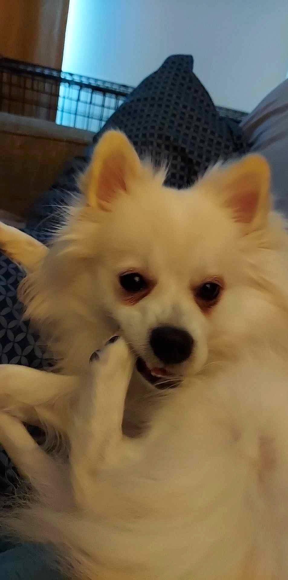 Casper joined the competition — help win amazing prizes! canidae, carnivore, companion_dog, corgi_chihuahua, dog, dog_breed, ear, fawn, fur, pomeranian, puppy, samoyed, snout, spitz, sporting_group, toy_dog, volpino_italiano, whiskers, working_animal, working_dog