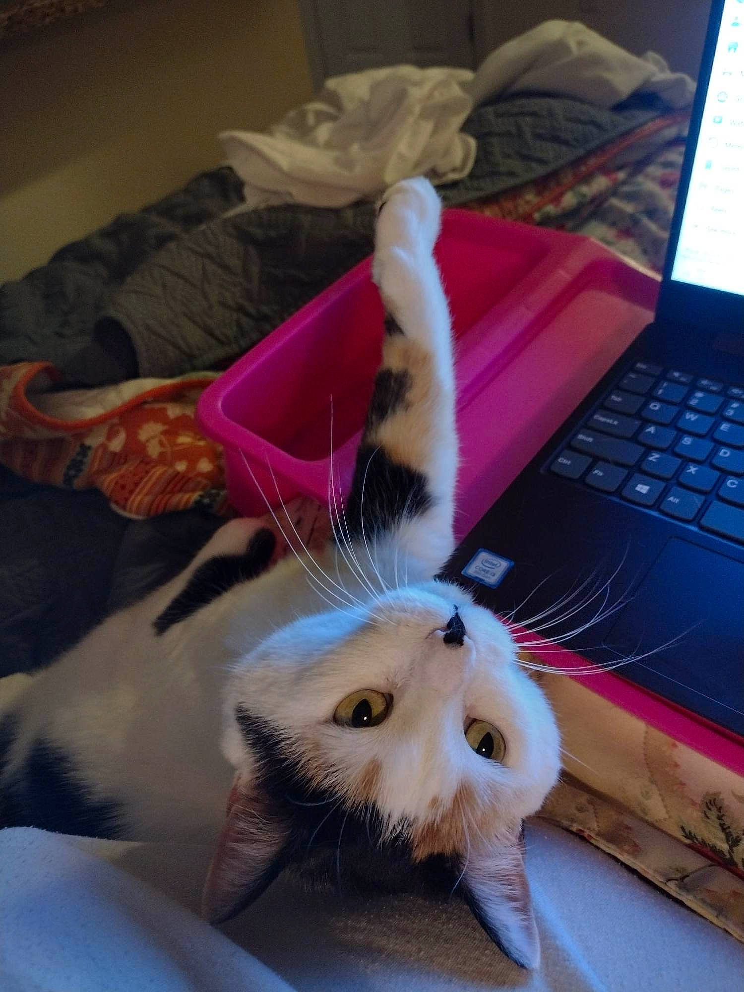 Piper joined the competition — help win amazing prizes! carnivore, cat, comfort, computer, domestic_short_haired_cat, fawn, felidae, foot, fur, input_device, laptop, linens, netbook, paw, peripheral, personal_computer, small_to_medium_sized_cats, tail, textile, whiskers