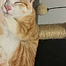 cat, orange_cat, white_cat, tabby, sleeping, sleepy, eyes_closed, pet, animal, closeup, portrait, whiskers, pink_nose, fur, striped_fur, scratching_post, cat_toy, indoors, relaxed, cute