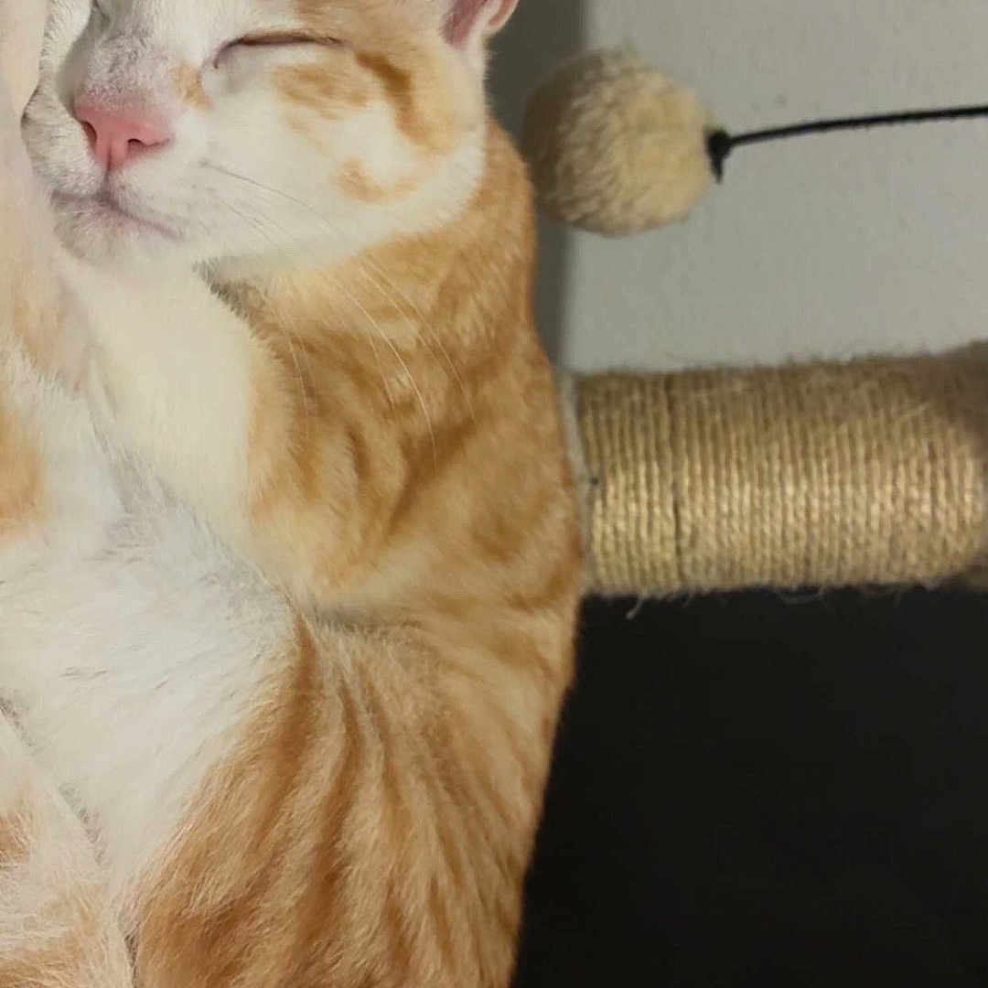 Loki