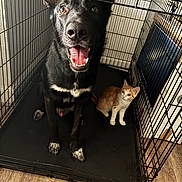 Venom a rejoint le concours — aidez-le/la à gagner de superbes lots ! dog, cat, pets, animal, black_dog, orange_cat, white_cat, open_mouth, happy, sitting, standing, crate, cage, wire, indoor, floor, tile, pet_companions, portrait, cute