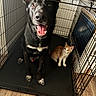 dog, cat, pets, animal, black_dog, orange_cat, white_cat, open_mouth, happy, sitting, standing, crate, cage, wire, indoor, floor, tile, pet_companions, portrait, cute