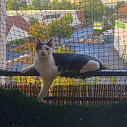 Gizmo participe au concours pour gagner de l'argent avec cette photo : cat, animal, pet, balcony, railing, net, urban, city, daylight, outdoor, tree, building, fence, relaxed, white, black, alert, nature, sunlight, resting