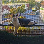 cat, animal, pet, balcony, railing, net, urban, city, daylight, outdoor, tree, building, fence, relaxed, white, black, alert, nature, sunlight, resting