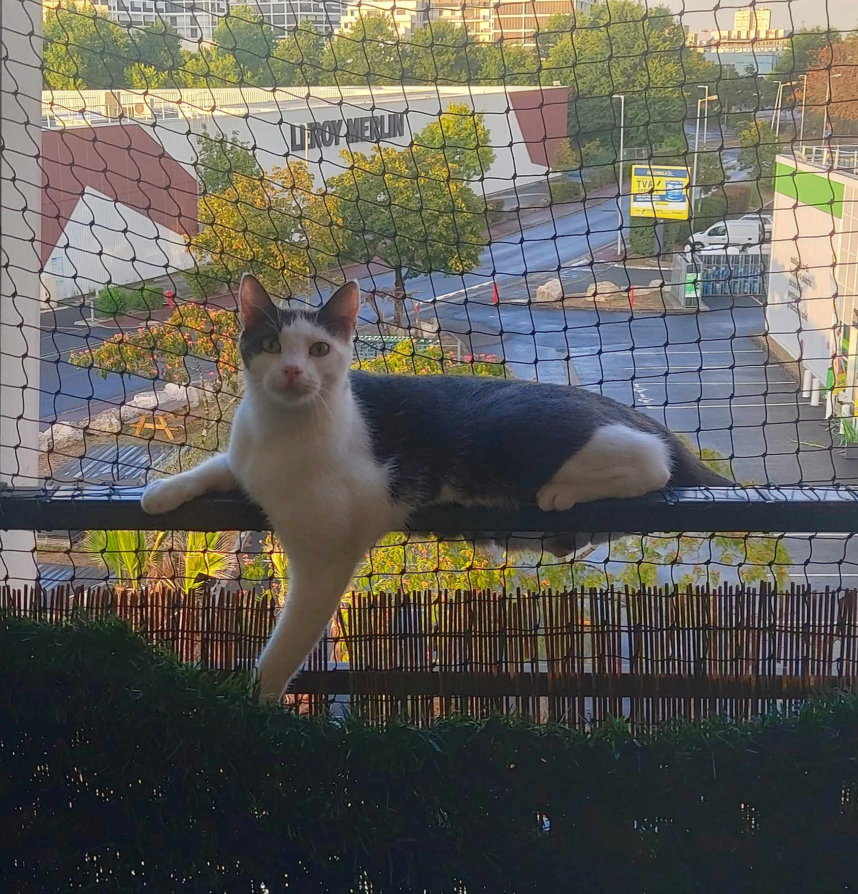 Gizmo