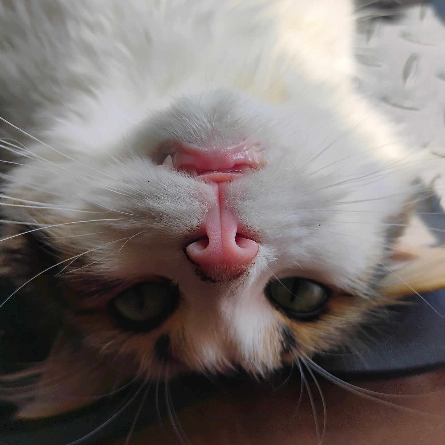 Luna