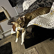 Lola Bell is registered to the contest to win money with this photo: animal, bed, blanket, cage, cat, comfortable, cozy, domestic, floor, furniture, home, indoor, paws, pet, quilt, relaxed, resting, rug, tabby_cat, wood_floor