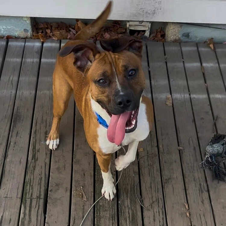 Kobe joined the competition — help win amazing prizes! accessories, animal, architecture, boxer, building, bulldog, canine, deck, dog, hardwood, hound, house, housing, indoors, interiordesign, pet, porch, stainedwood, strap, wood