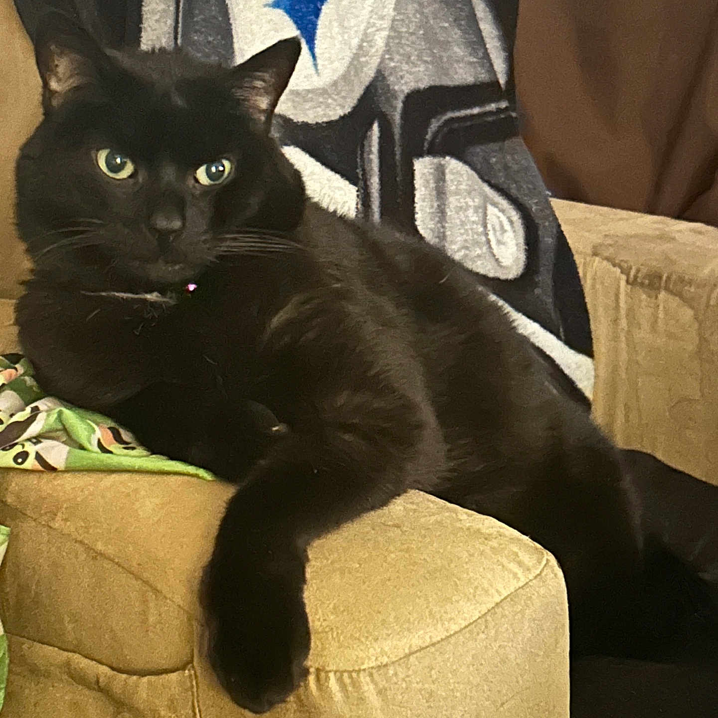 Prince is registered to the contest to win money with this photo: armchair, black_cat, blanket, cat, couch, cozy, curious, domestic_animal, feline, fur, home, indoor, pet, pittsburgh_steelers, relaxed, resting, seated, sofa, sports_blanket, whiskers