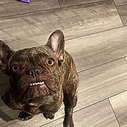 Chiquita joined the competition — help win amazing prizes! animal, bulldog, canine, dog, frenchbulldog, hardwood, indoors, interiordesign, pet, pitbull, puppy, snout, stainedwood, wood