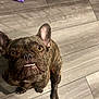 animal, bulldog, canine, dog, frenchbulldog, hardwood, indoors, interiordesign, pet, pitbull, puppy, snout, stainedwood, wood