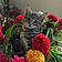 Bob The Barn Cat