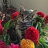 cat, kitten, flowers, bouquet, red_flowers, yellow_flowers, pink_flowers, green_leaves, plant, pet, cute, animal, indoor, curious, tabby, feline, nature, colorful, small, adorable