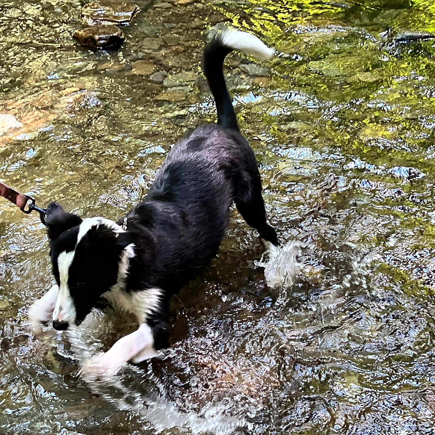 Miko is registered to the contest to win money with this photo: accessories, animal, ball, canine, creek, dog, hound, leash, nature, outdoors, pet, pond, puppy, rock, sport, strap, stream, tennis, tennisball, water