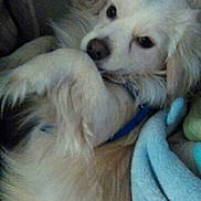 Buddy is registered to the contest to win money with this photo: dog, white_dog, fluffy, pet, animal, lying_down, sleeping, cozy, blanket, blue_collar, close_up, portrait, indoors, home, couch, fur, eyes, nose, relaxed, phone_screenshot