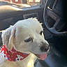 Buddy joined the competition — help win amazing prizes! dog, puppy, cream-colored, bandana, red_bandana, car, vehicle, interior, steering_wheel, passenger_seat, sitting, portrait, close_up, tongue_out, happy, pet, canine, daylight, outdoor_view, travel