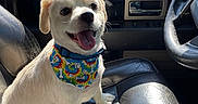 Buddy is registered to the contest to win money with this photo: dog, puppy, white_dog, small_dog, sitting, tongue_out, happy, smiling, bandana, floral_pattern, collar, pet, car, vehicle_interior, passenger_seat, leather_seat, steering_wheel, sunlight, outdoor, parked_cars