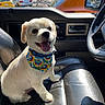 dog, puppy, white_dog, small_dog, sitting, tongue_out, happy, smiling, bandana, floral_pattern, collar, pet, car, vehicle_interior, passenger_seat, leather_seat, steering_wheel, sunlight, outdoor, parked_cars
