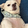 Buddy joined the competition — help win amazing prizes! dog, small_dog, cream_fur, lying_down, back, floral_bandana, blue_couch, pet, animal, portrait, close_up, face, eyes, nose, ears, fur, indoors, relaxed, funny_expression, phone_screenshot