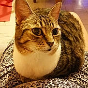 Grisouille a rejoint le concours — aidez-le/la à gagner de superbes lots ! cat, tabby, animal, pet, indoor, leopard_print, lap, fur, whiskers, ears, closeup, relaxed, comfort, curious, brown, white, spots, person, legs, home