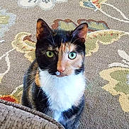 Phantom is registered to the contest to win money with this photo: animal, calico_cat, carpet, cat, close_up, couch, curious, cute, domestic_animal, ears, feline, floor, fur, heterochromia, home, indoor, patterned_carpet, pet, sitting, whiskers