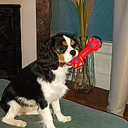 Vahina a rejoint le concours — aidez-le/la à gagner de superbes lots ! dog, puppy, toy, bone, cavalier_king_charles_spaniel, indoor, couch, vase, pampas_grass, fireplace, fur, pet, animal, black, white, brown, sitting, playful, cute, house